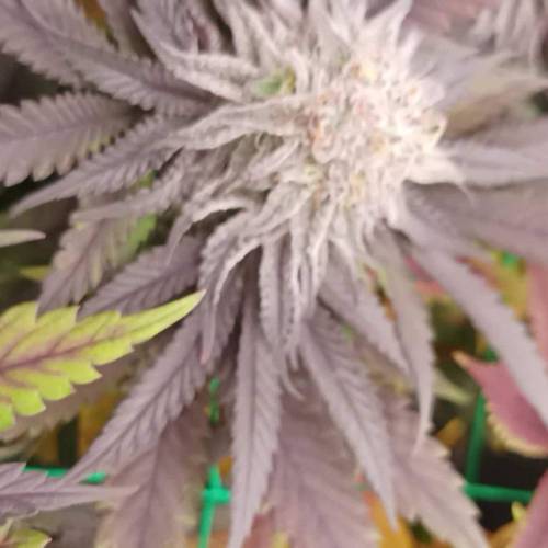 Kong's Krush = Banana Punch x Wonder Pie