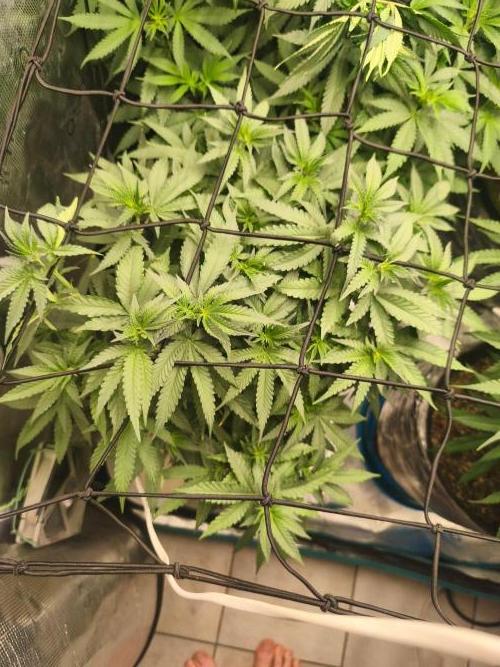 Blue Zushi = Kush Mints x Zkittlez. Week 8