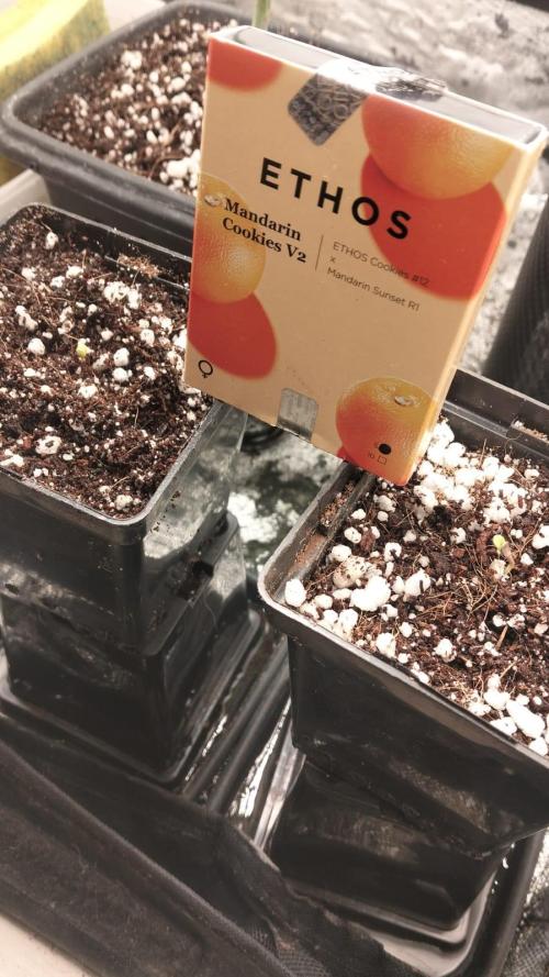 Mandarin Cookies V2. Week 0