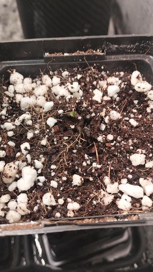Mandarin Cookies V2. Week 0