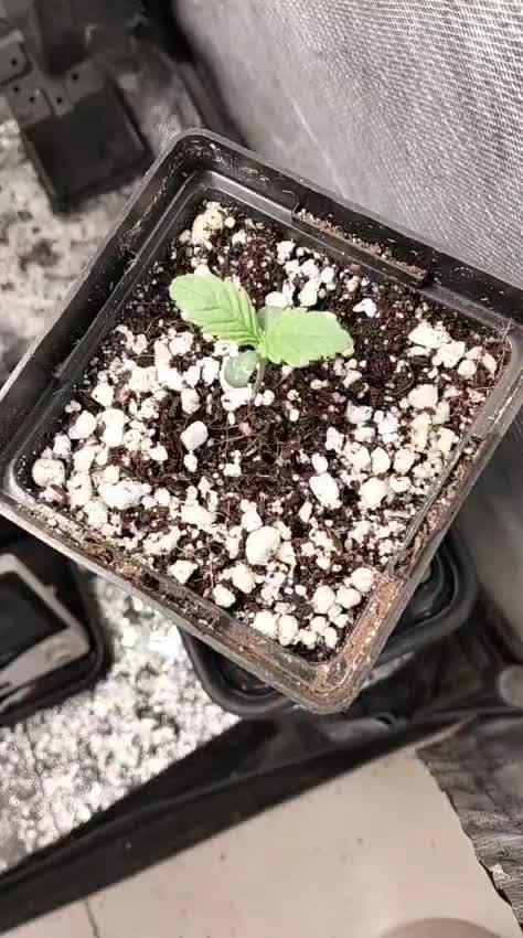 Mandarin Cookies V2. Week 0