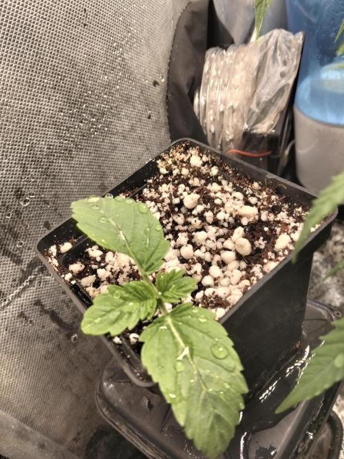 Mandarin Cookies V2. Week 1