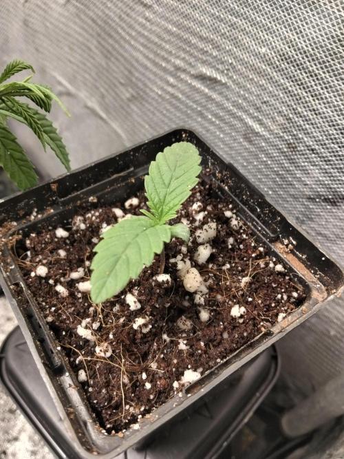 Mandarin Cookies V2. Week 0 - 6 Dias após germinação