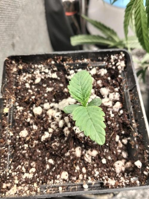 Mandarin Cookies V2. Week 0 - 6 Dias após germinação. 