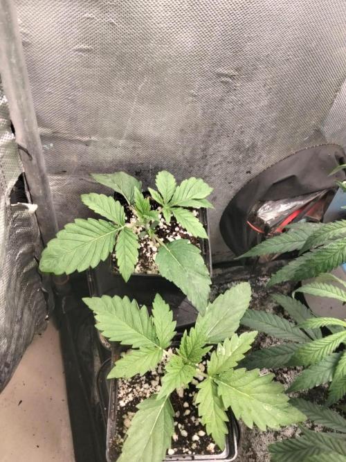 Mandarin Cookies V2. Week 1 - 6 Dias de vega