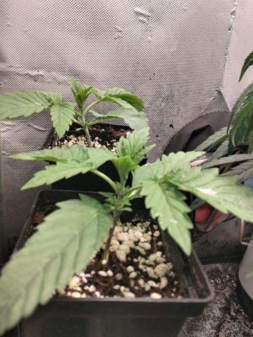 Mandarin Cookies V2. Week 1