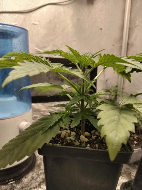 Mandarin Cookies V2. Week 2