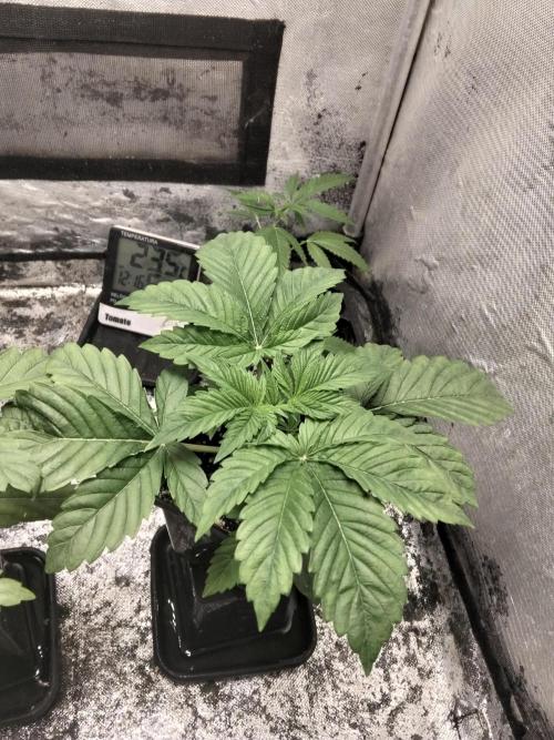 Mandarin Cookies V2. Week 2