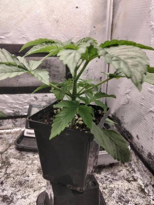 Mandarin Cookies V2. Week 2