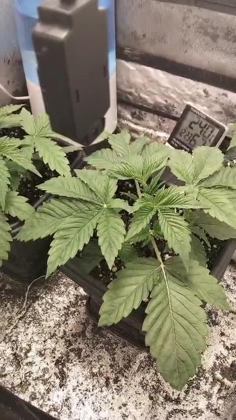 Mandarin Cookies V2