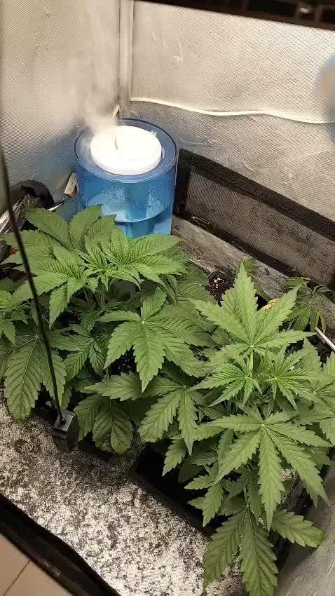 Mandarin Cookies V2