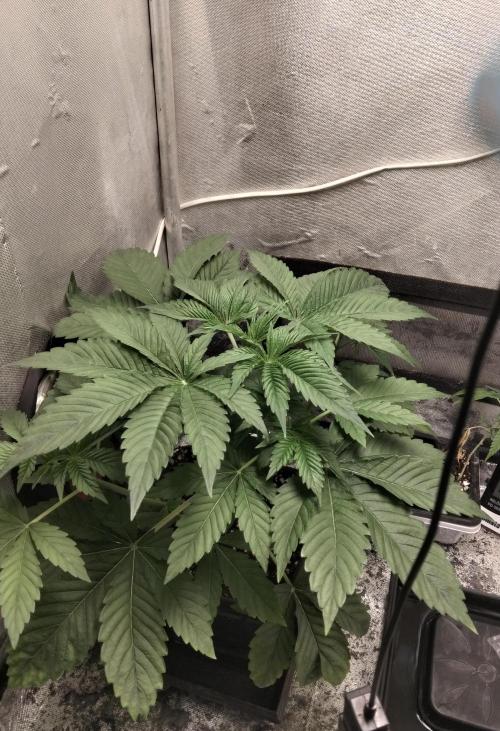 Mandarin Cookies V2. Week 3