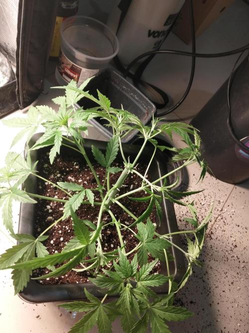 Mandarin Cookies V2. Week 3 - Fiz uma poda top e desfoliacao, próxima semana puxo o LST