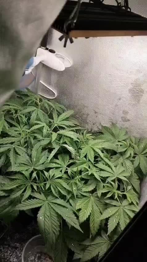 Mandarin Cookies V2. Week 4