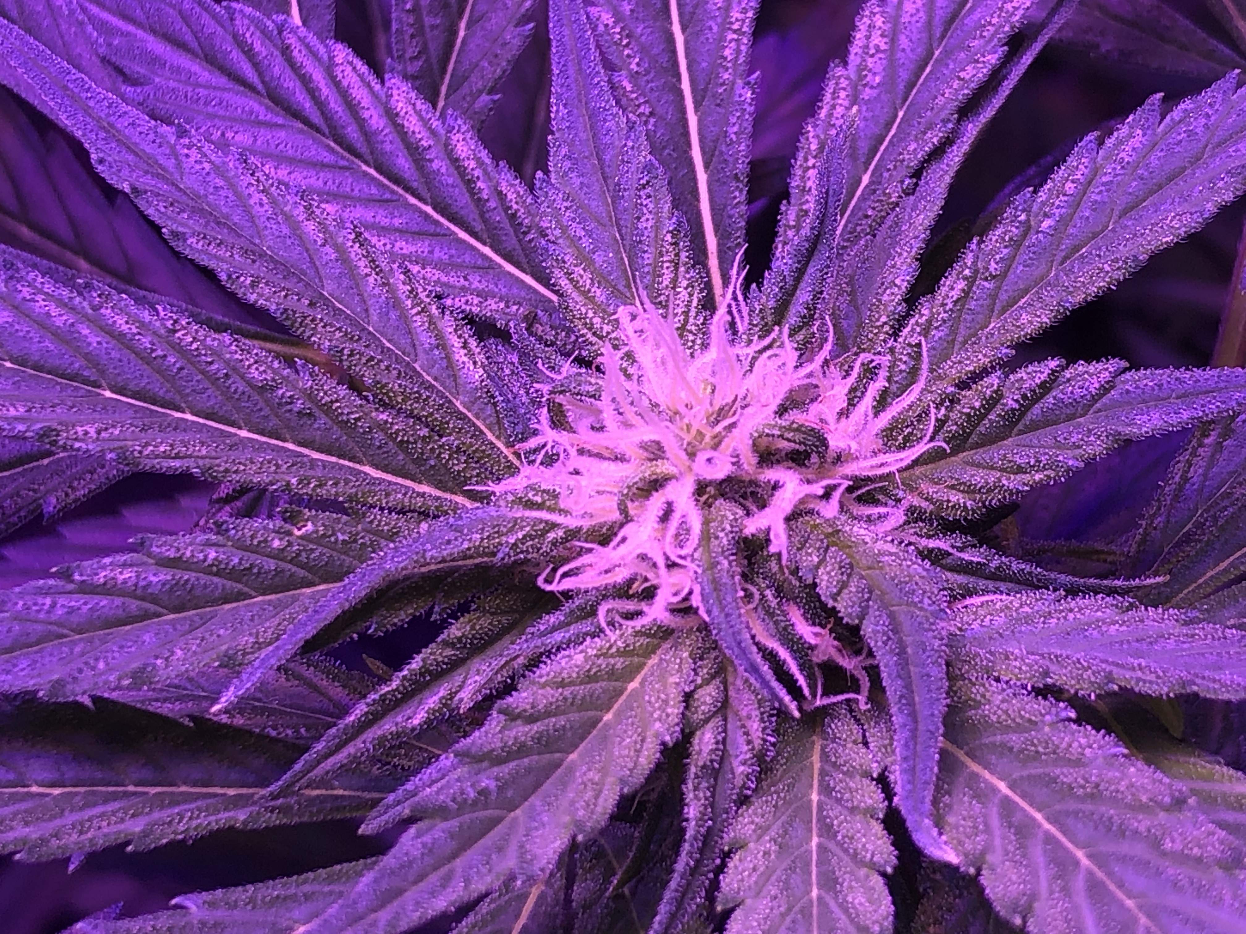 its purple urkle its purple urkle