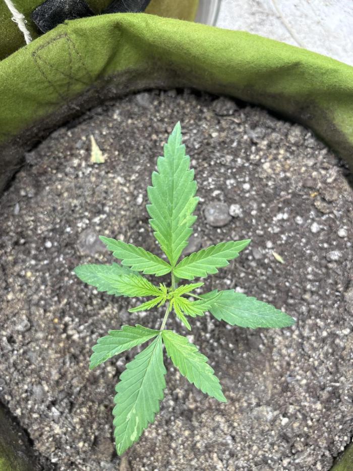 BioBaked. Week 2 - One day at a time