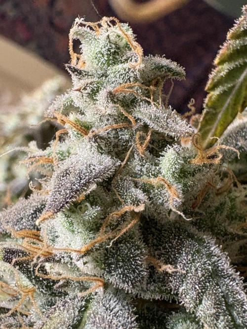 Just For Show. Week 10