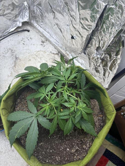 BioBaked. Week 3 - Week 3 started 3 days ago. Little late but doing great