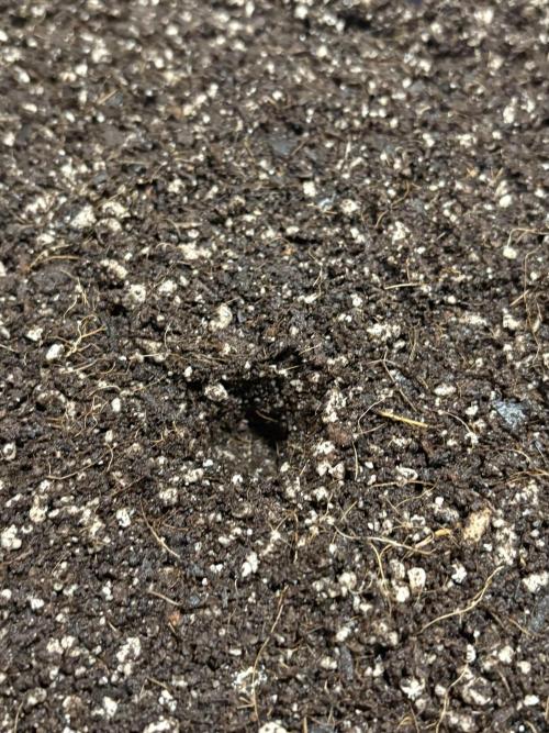 Sticky Broccoli: Cup Run Chronicles. Week 0 - here is a hole. No zero. 