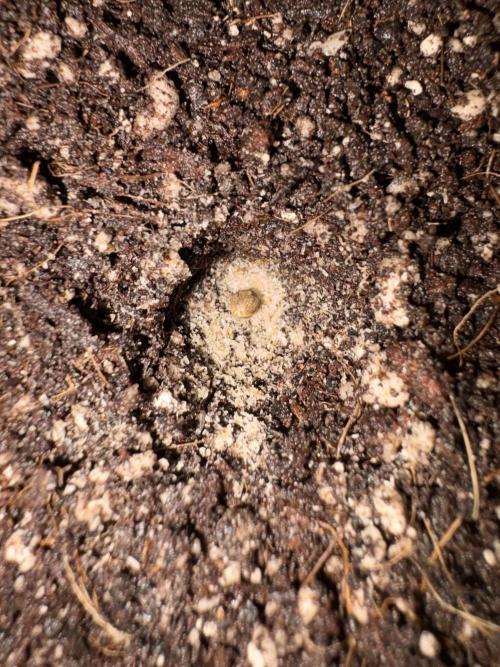 Sticky Broccoli: Cup Run Chronicles. Week 0 - Here is another whole. Madam zeroni is in the hole. 