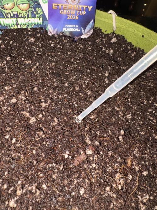 Sticky Broccoli: Cup Run Chronicles. Week 0 - Madam zeroni wants to drink and grow strong too. 