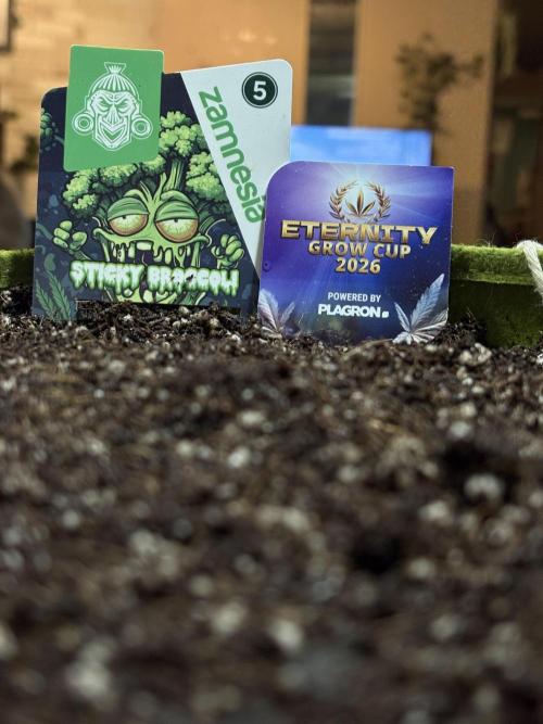 Sticky Broccoli: Cup Run Chronicles. Week 0 - Loading…