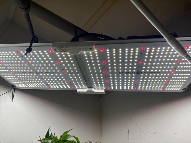 Sticky Broccoli: Cup Run Chronicles. Week 0 - Race cars don’t need headlights. But plants do. Kachow 