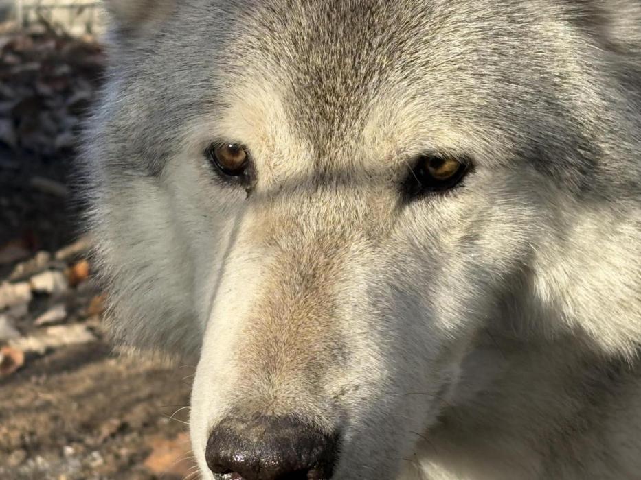 Blue Cheese No Dressin. Week 13