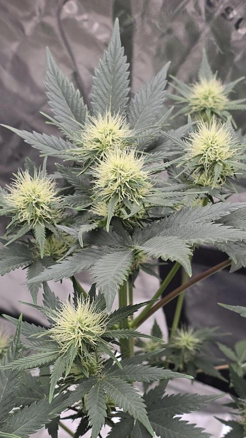 Winter Run 25. Week 3