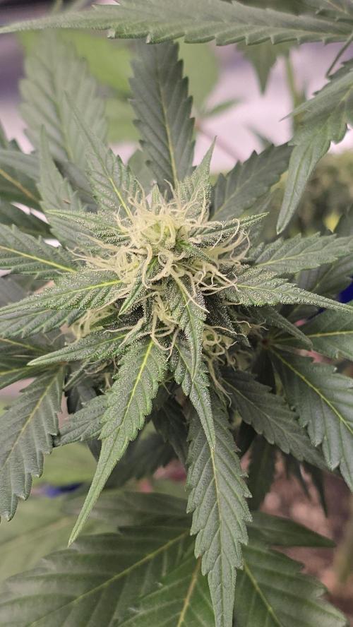 Winter Run 25. Week 3