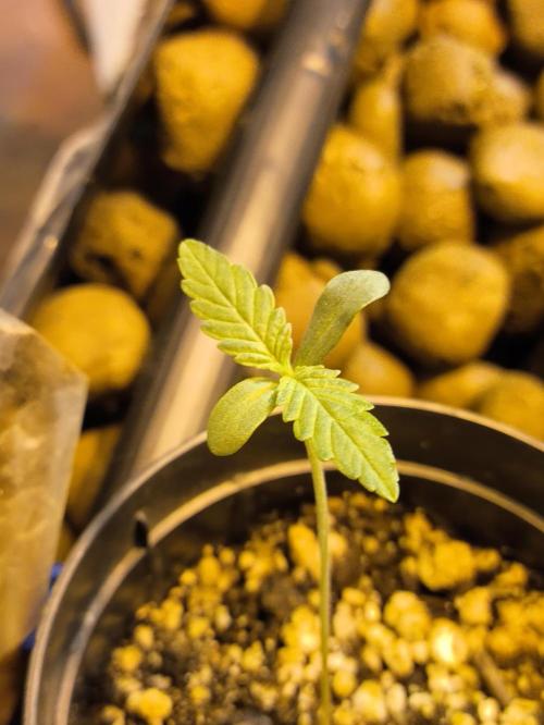 Amnesia Haze Mother Selection. Week 2