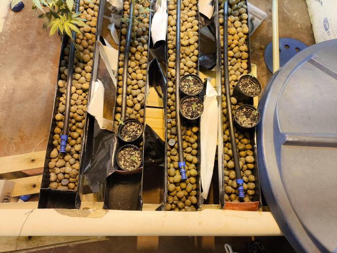 Amnesia Haze Mother Selection. Week 2