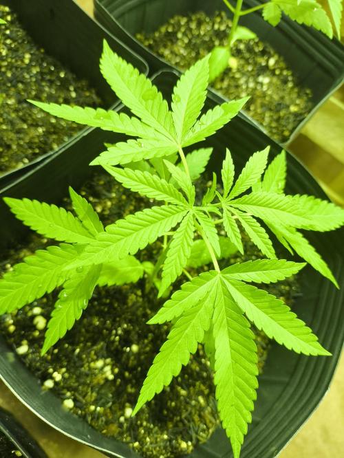 Amnesia Haze Mother Selection. Week 2