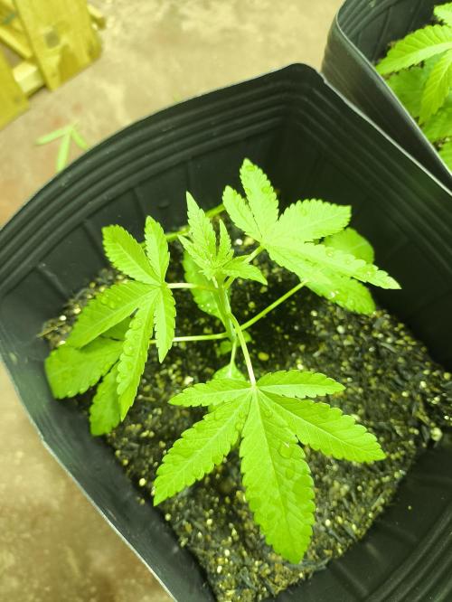 Amnesia Haze Mother Selection. Week 2