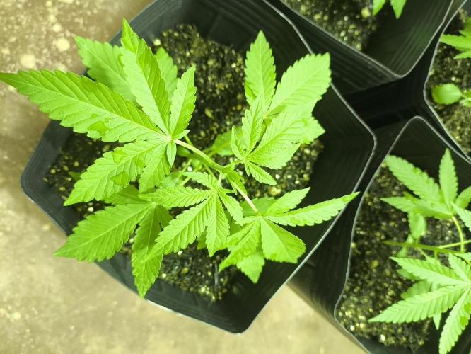 Amnesia Haze Mother Selection. Week 2