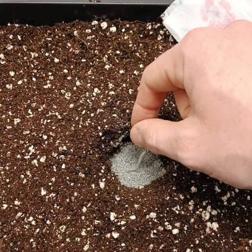 Triton Biscotto Lime Auto by Seedstocker