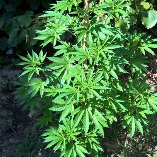 Royal Gorilla outdoor northern Europe. Week 2 - Week 7