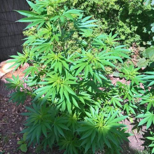 Royal Gorilla outdoor northern Europe. Week 2 - Week 8