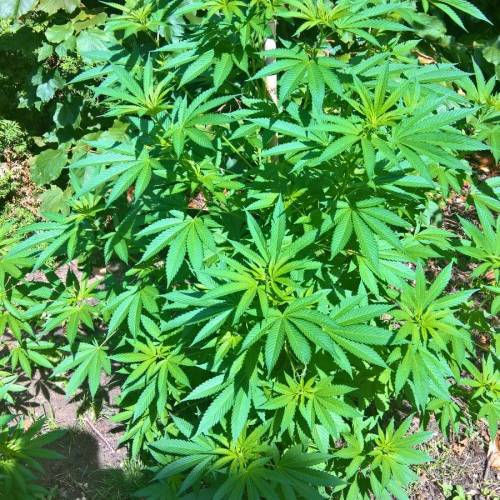 Royal Gorilla outdoor northern Europe. Week 2 - Week 8