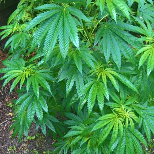 Royal Gorilla outdoor northern Europe. Week 2 - Week 9