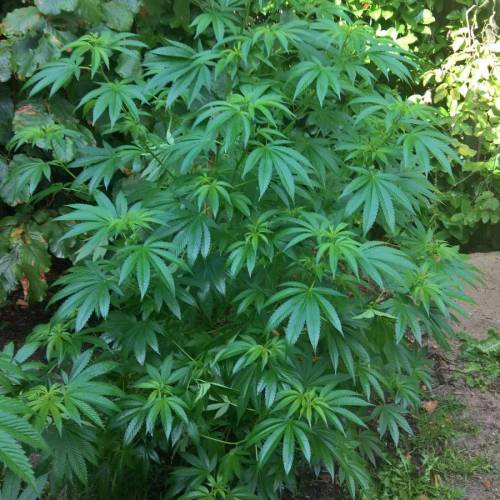 Royal Gorilla outdoor northern Europe. Week 2 - Week 9