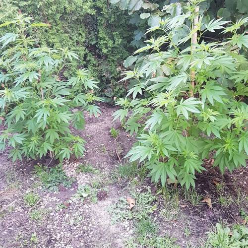 Royal Gorilla outdoor northern Europe. Week 2 - Week 7