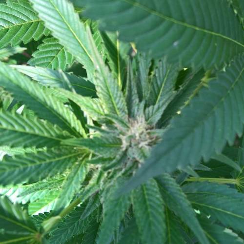 Royal Gorilla outdoor northern Europe. Week 3