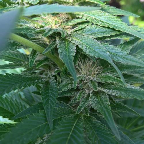 Royal Gorilla outdoor northern Europe. Week 3