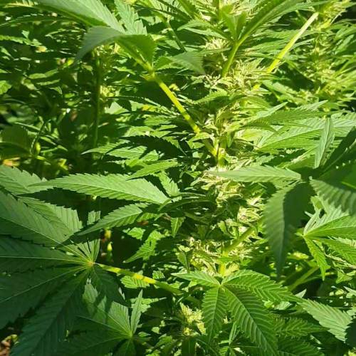 Royal Gorilla outdoor northern Europe. Week 3