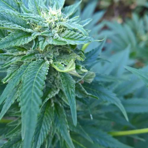 Royal Gorilla outdoor northern Europe. Week 3