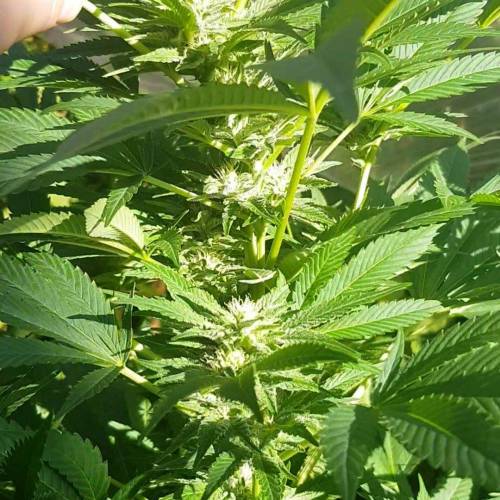 Royal Gorilla outdoor northern Europe. Week 3