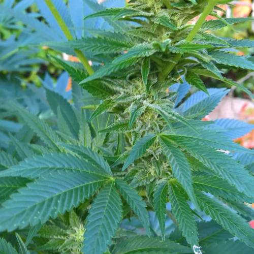 Royal Gorilla outdoor northern Europe. Week 3