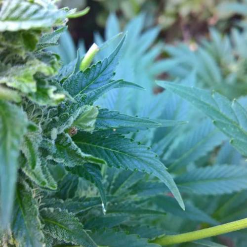 Royal Gorilla outdoor northern Europe. Week 3