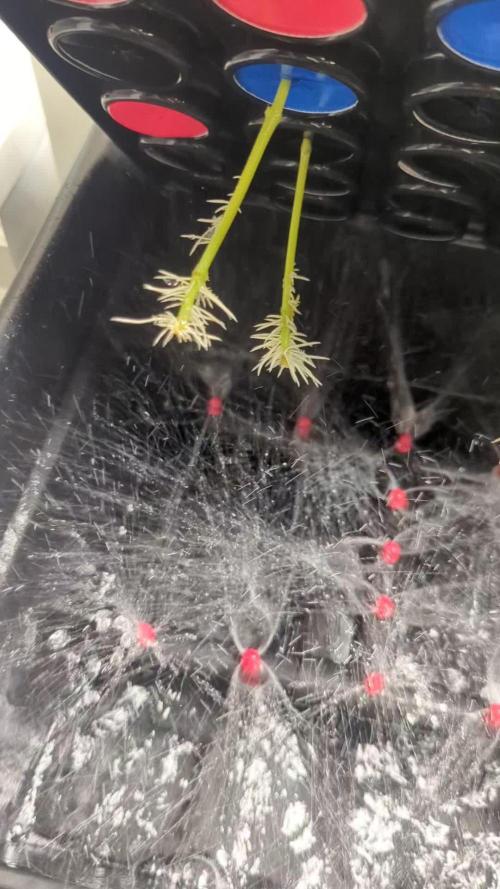 Clones - Bay Berry Mac 2nd round